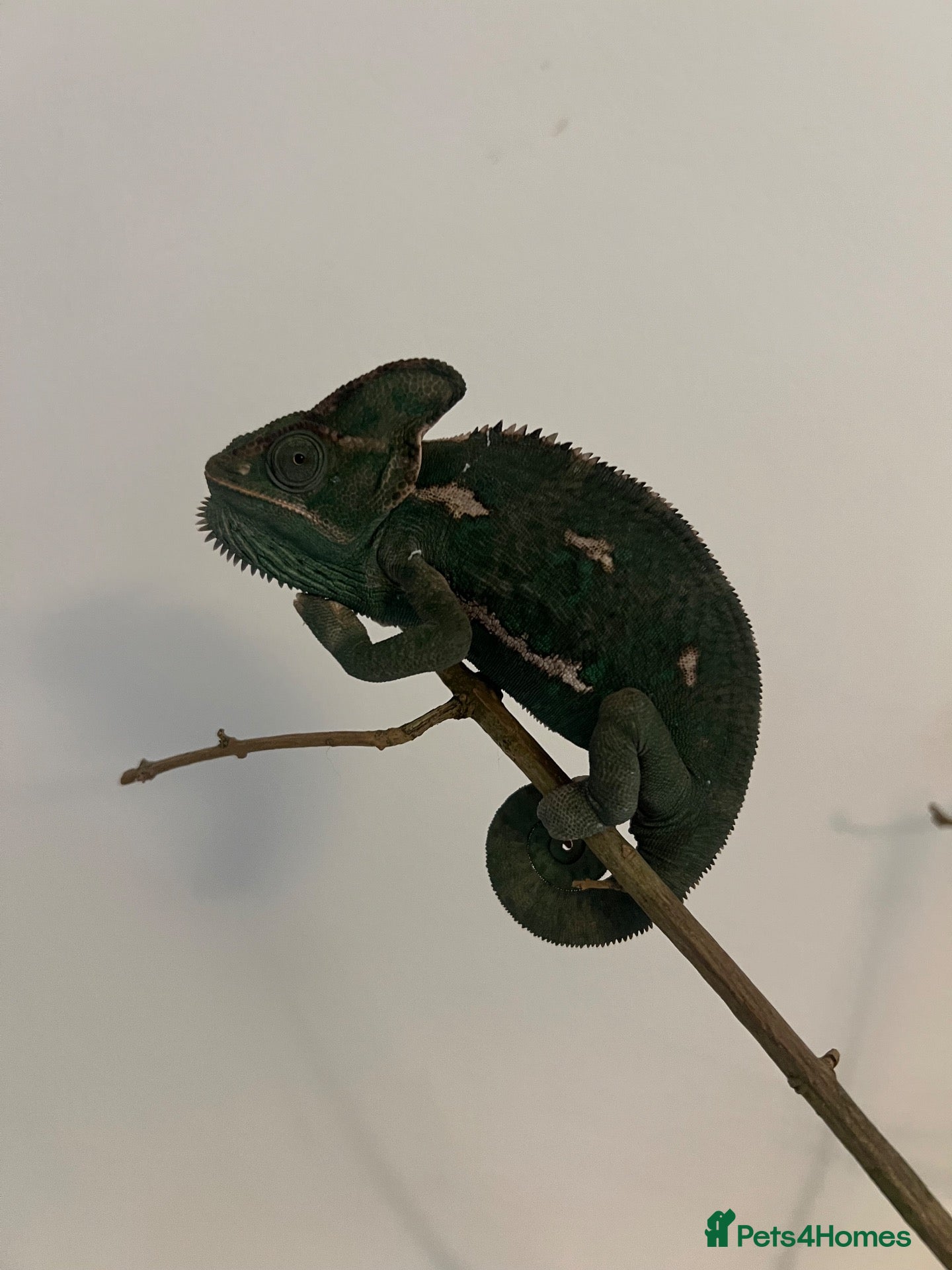 Chameleon reptiles Tree frogs and chameleon with enclosures - Advert 4