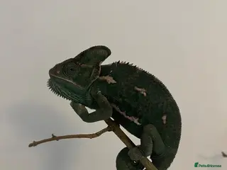 Chameleon reptiles Tree frogs and chameleon with enclosures - Advert 4