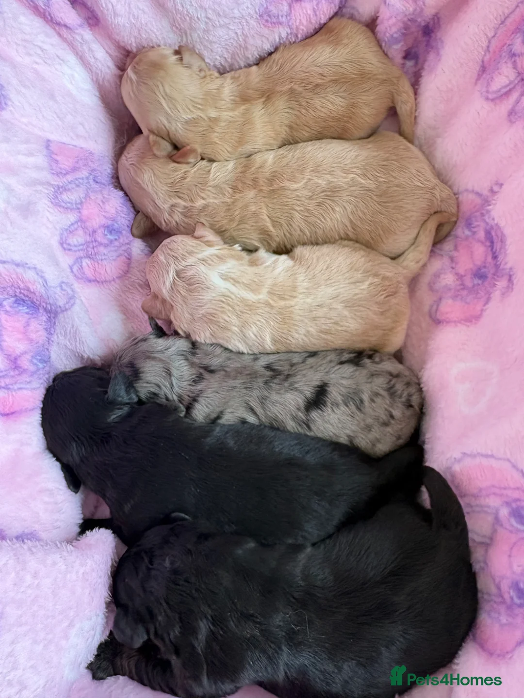 Mixed Breed dogs for sale: Top best Floodles^ in Stafford - Advert 2