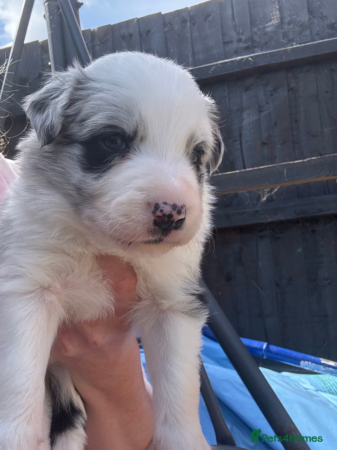 Border Collie dogs for sale: Fluffy long coat Blue merle border collie puppies - Image 14