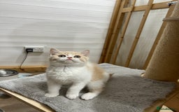 British Shorthair cats for sale: Adorable GCCF registered BSH kittens - Image 6