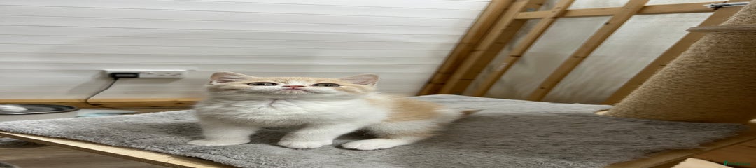 British Shorthair Kitten 2
