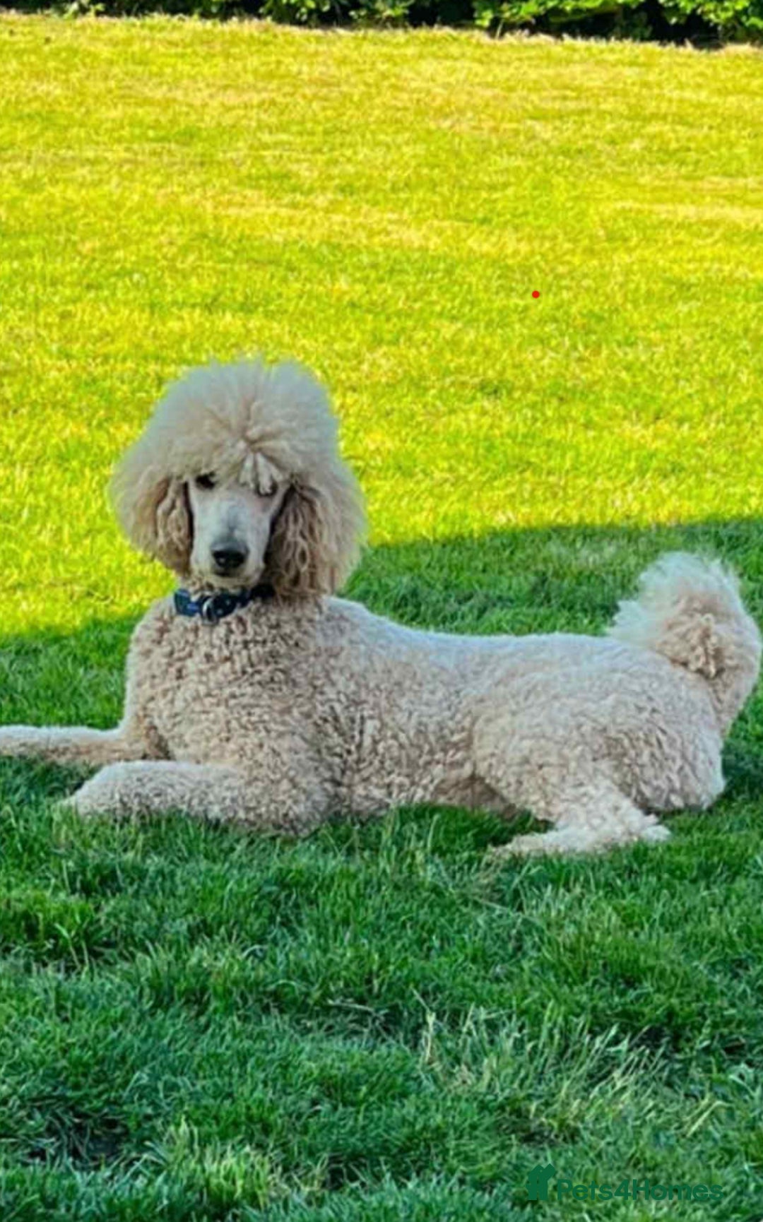 Standard Poodle dogs for sale: Stunning KC Standard Poodle Puppies for sale - Image 12