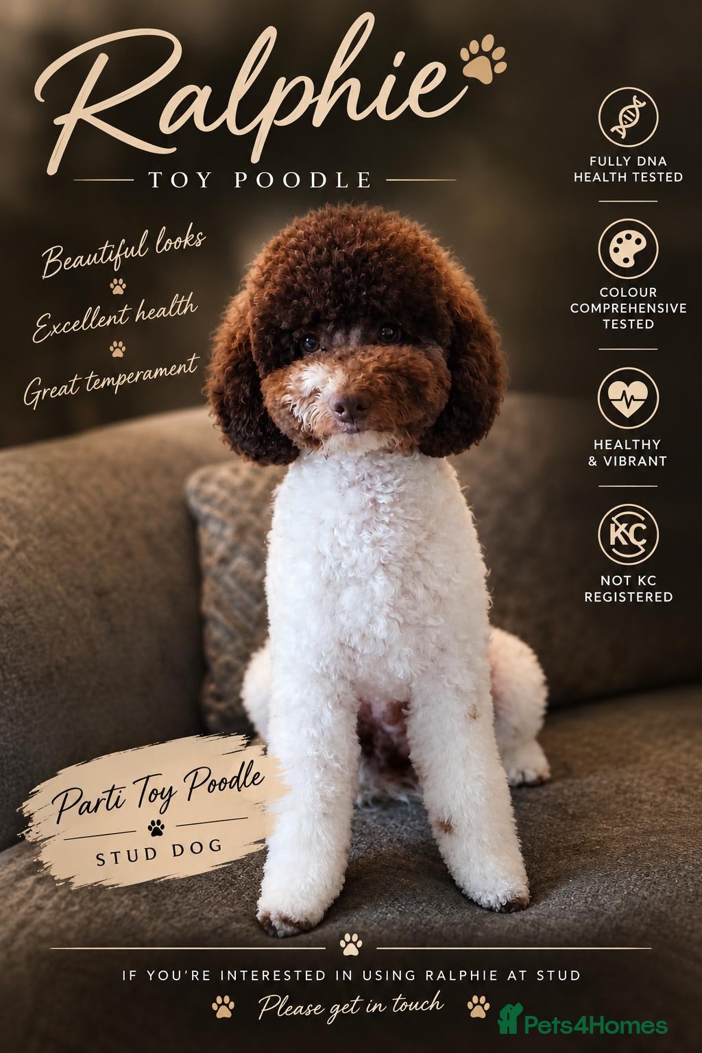 Toy Poodle dogs 🐩DNA Health tested brown parti Toy poodle🐩 - Advert 23
