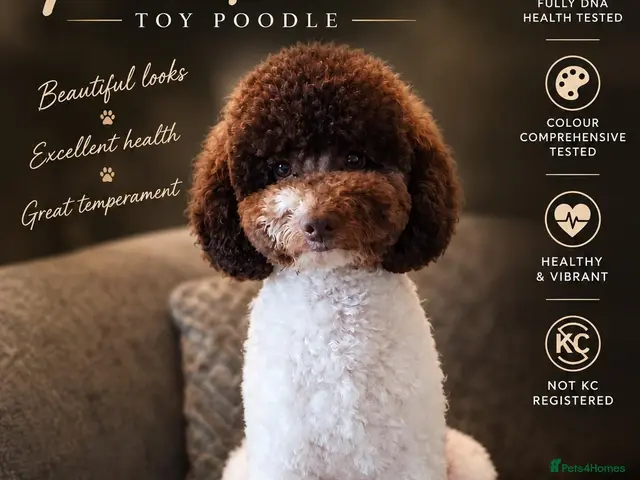 Toy Poodle dogs 🐩DNA Health Tested, Clear, Parti Toy Poodle🐩 - Advert 1