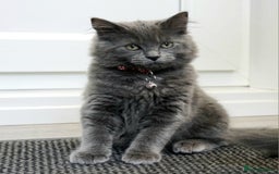 Mixed Breed cats for sale: Ragdoll/Russian Blue male kittens  - Image 3