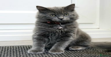 Mixed Breed cats - Advert 4