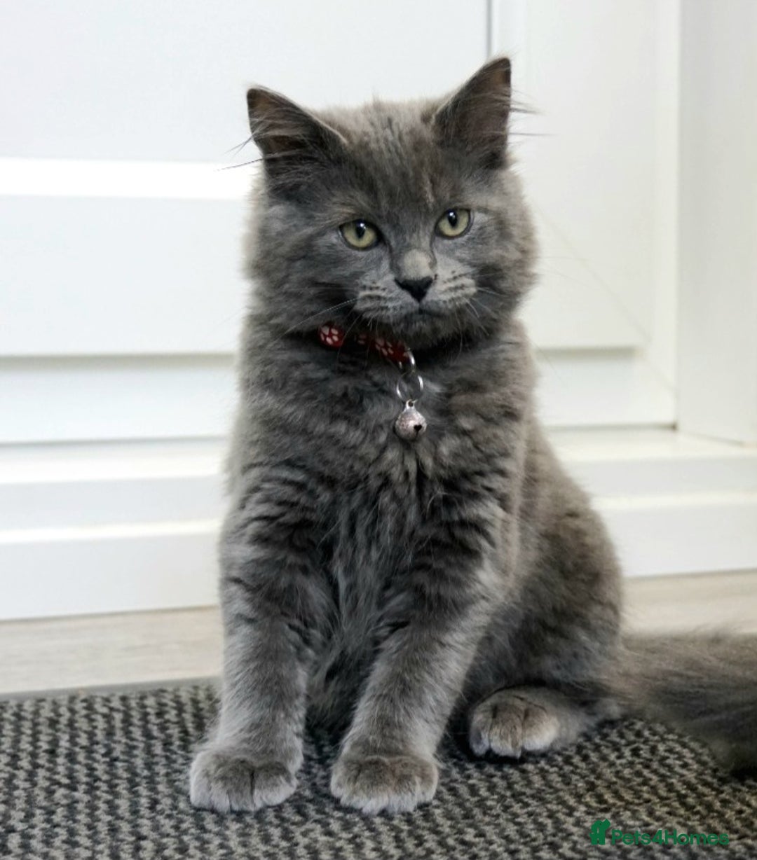 Mixed Breed cats for sale: Ragdoll/Russian Blue male kittens  - Image 3