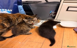 Mixed Breed cats for sale: Two female kittens for sale - Image 22