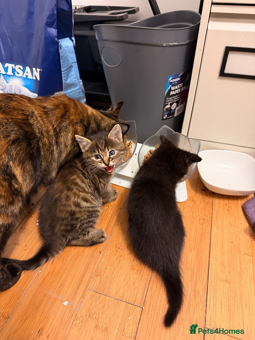 Mixed Breed cats for sale: Two female kittens for sale - Image 22
