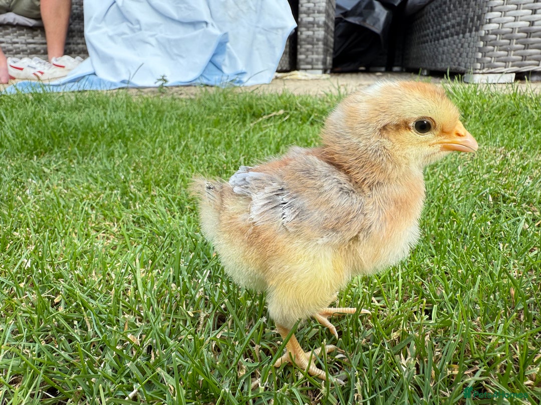 Chickens poultry for sale: Mixed breed day old chicks   - Image 2
