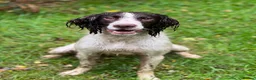 English Springer Spaniel dogs for stud: Springer dog at stud  in Preston - Advert 6