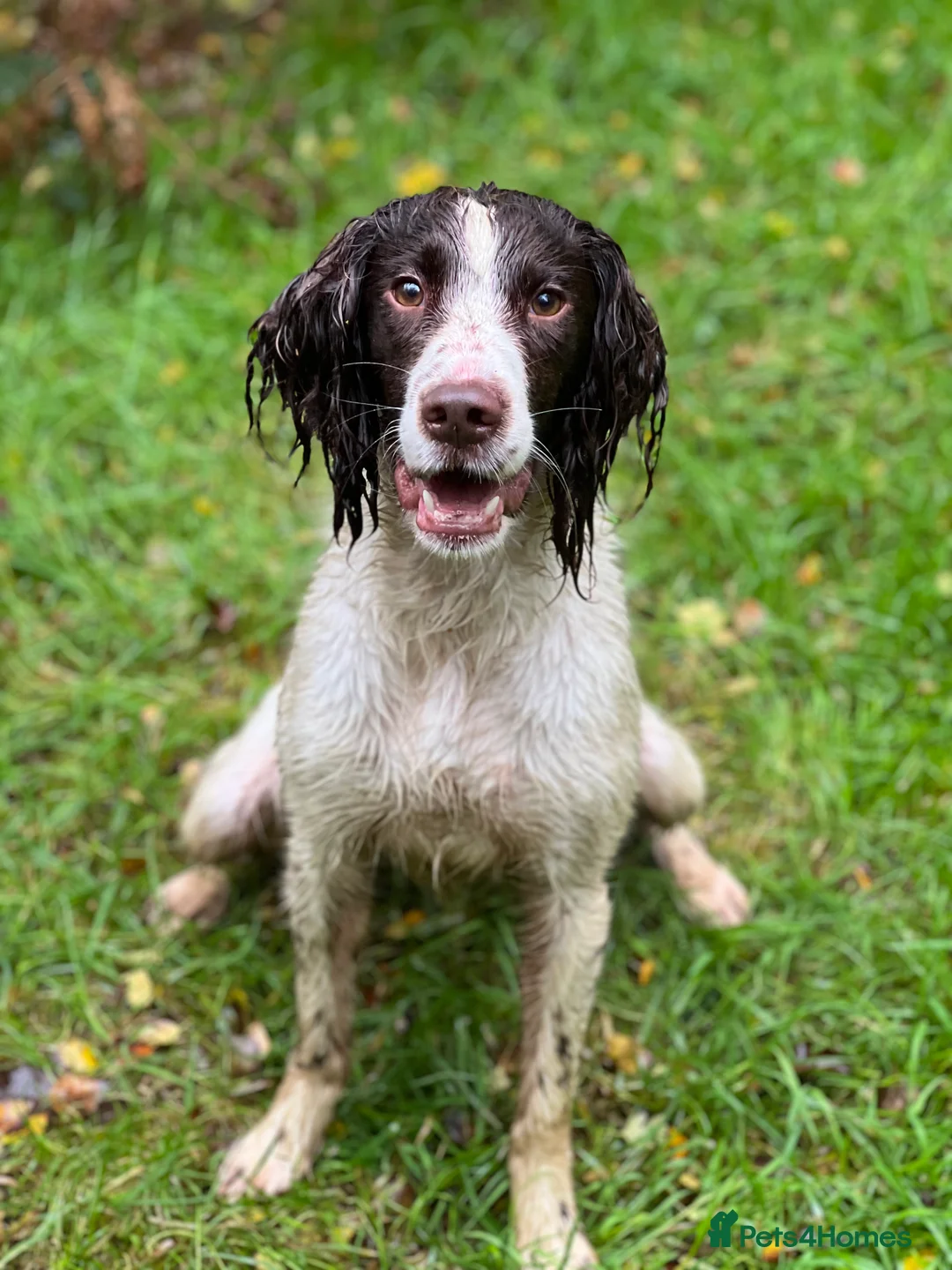 English Springer Spaniel dogs for stud: Springer dog at stud  in Preston - Advert 6