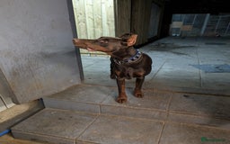 Dobermann dogs for sale: Beloved doberman 13m old puppy for sale in London - Image 5
