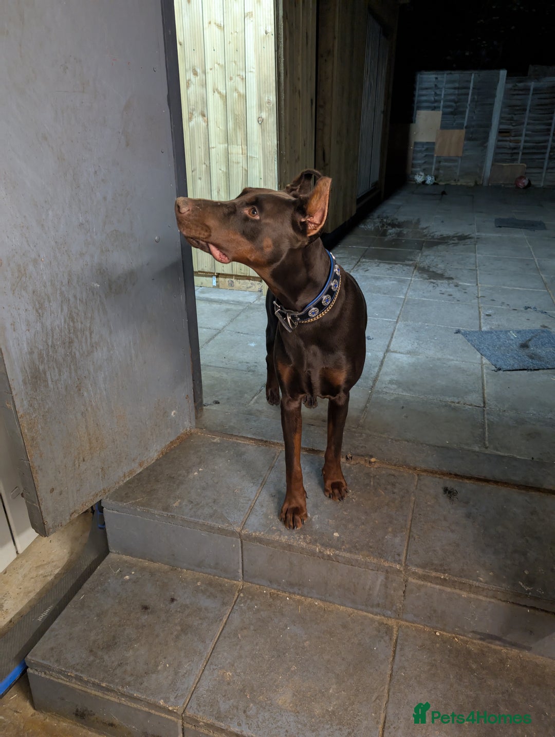 Dobermann dogs for sale: Beloved doberman 13m old puppy for sale in London - Image 5