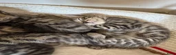 Bengal cats for sale: Bengal cross kittens  - Advert 6