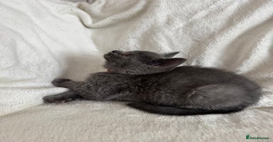 British Shorthair cats - Advert 6