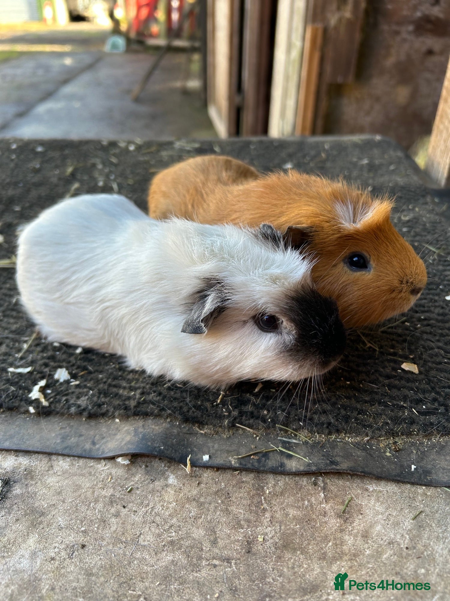 Guinea Pig rodents Friendly guinea pigs - Advert 3