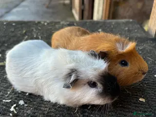 Guinea Pig rodents Friendly guinea pigs - Advert 3
