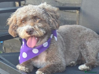 Cockapoo dogs - Advert 33