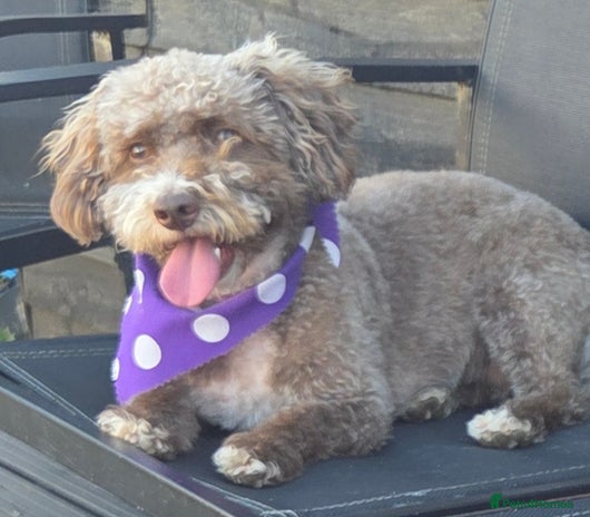 Cockapoo dogs - Advert 6