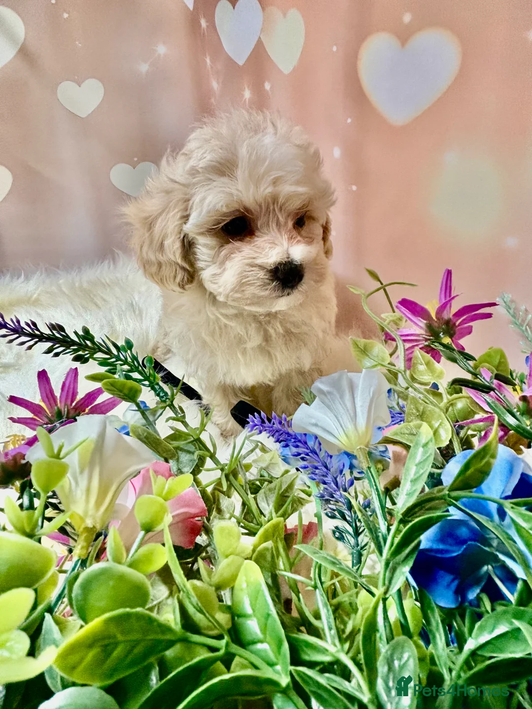 Maltipoo dogs for sale: Adorable Toy F1 DNA Tested Parents  - Advert 14