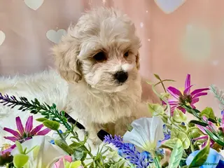 Maltipoo dogs Adorable Toy F1 DNA Tested Parents 1 Boy left - Advert 13