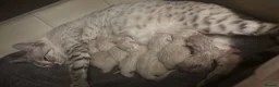 Bengal cats for sale: Pure white Snow/lynx Bengal Kittens - Advert 1