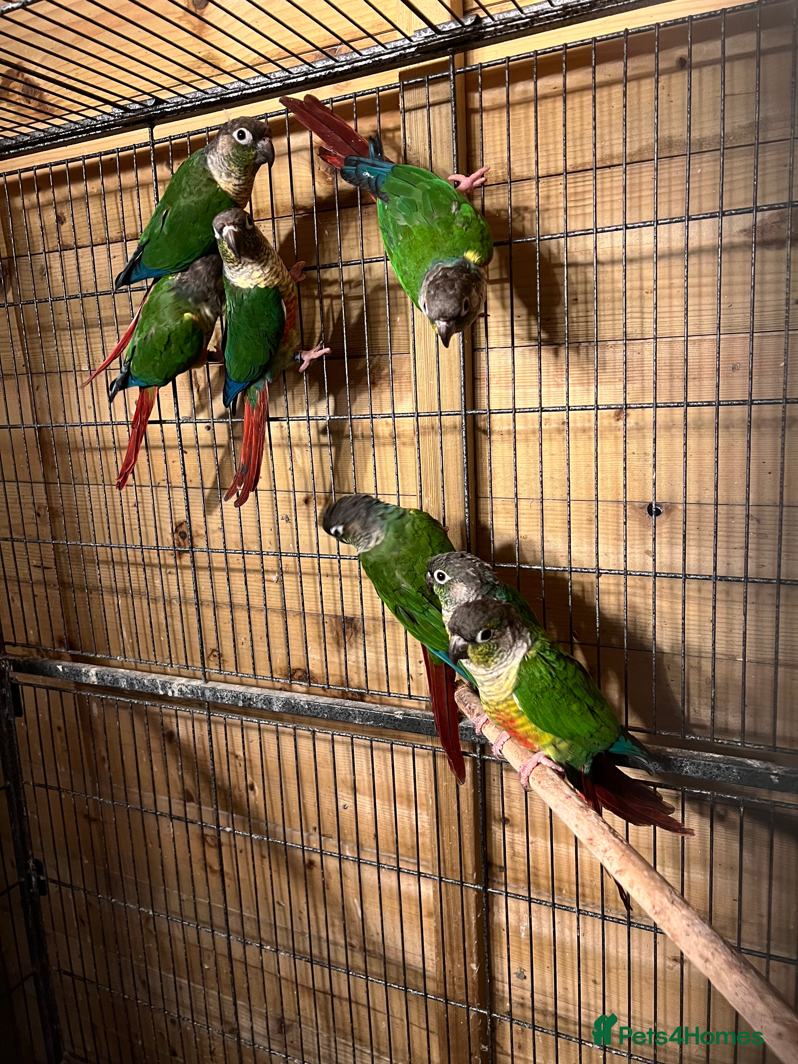 Conures birds Conures - Advert 18