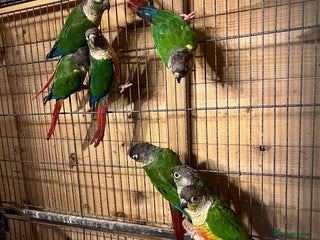 Conures birds Conures - Advert 13