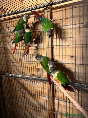 Conures birds Conures - Advert 14