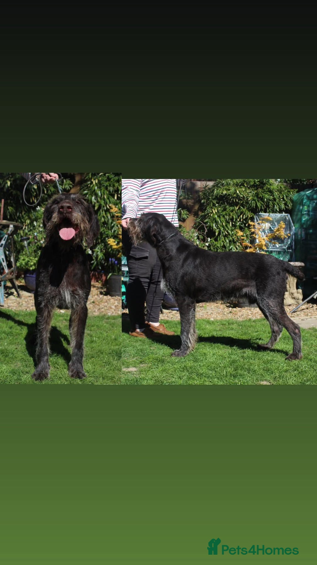 German Wirehaired Pointer dogs for sale: Beautiful Gwps puppies - Image 24