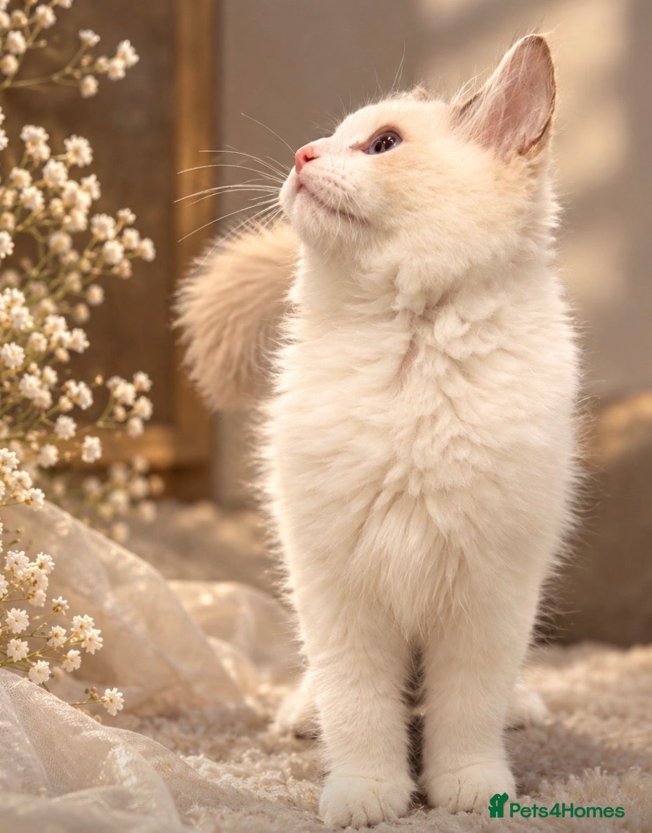 Ragdoll cats 💎 PEDIGREE BICOLOUR MITTED RAGDOLL  🩵 - Advert 2