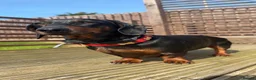 Dachshund dogs for sale: Stunning Male Pedigree Daschund - Advert 7