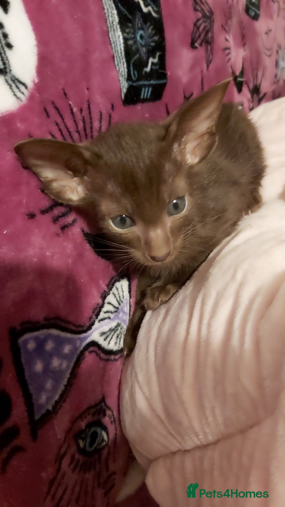 Oriental cats for sale: Full Pedigree Oriental 1 Kitten XL size ears GCCF - Advert 21