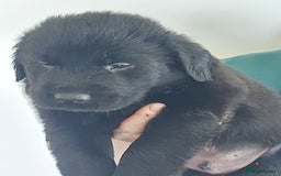 Flat coated Retriever dogs for sale: Flatcoated retriever puppies  - Image 11