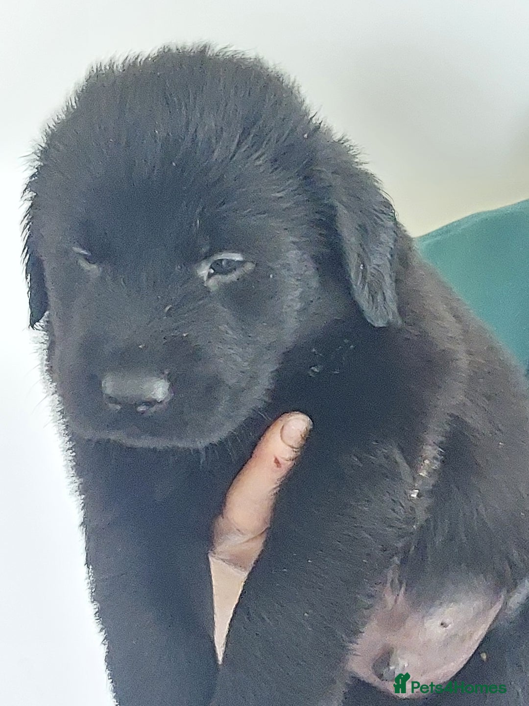 Flat coated Retriever dogs for sale: Flatcoated retriever puppies  - Image 11