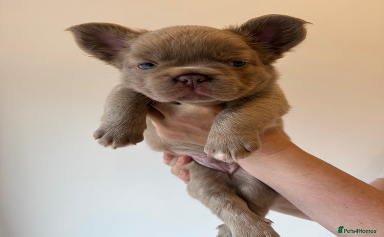 French Bulldog dogs - Advert 6