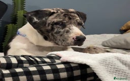 Mixed Breed dogs for sale: Loving Akita x Great Dane Puppy - Image 3
