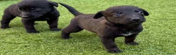 Mixed Breed dogs for sale: Bedlington whippet in Bradford - Advert 7