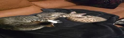 Domestic Shorthair cats for sale: 5 beautiful tabby kittens for Sale!!! - Advert 22
