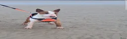 English Bull Terrier dogs for sale: Beautiful Quality KC English Bullterrier Puppies  - Advert 18