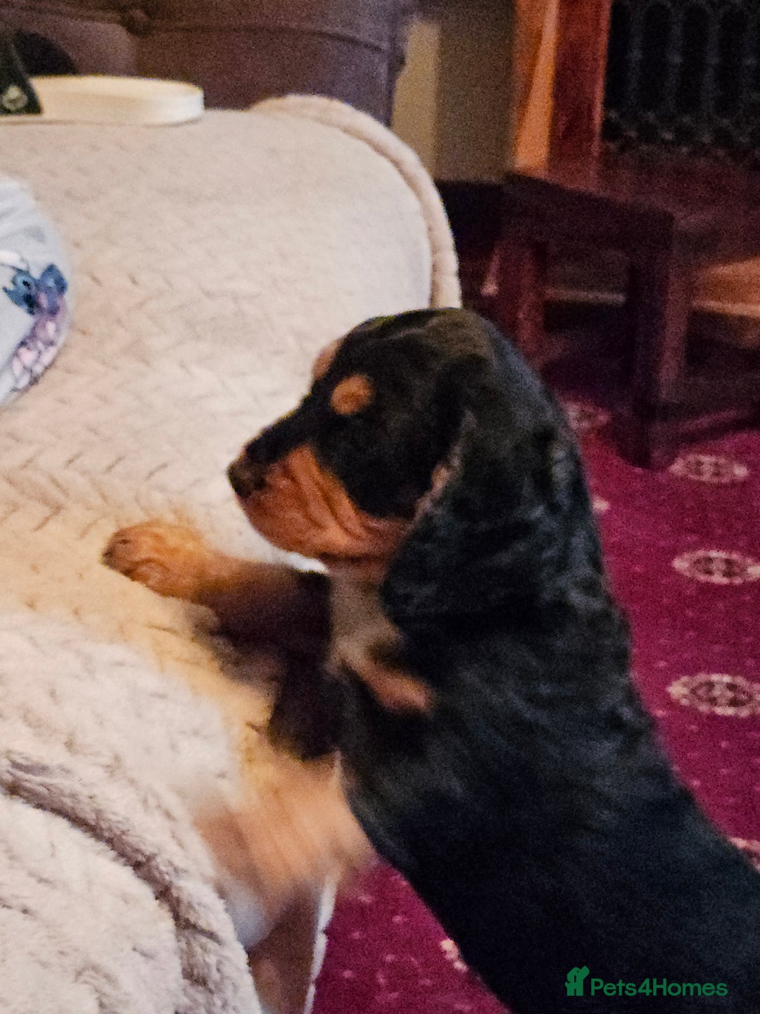 Cocker Spaniel dogs for sale: Cocker Spaniel pups for sale - Advert 2