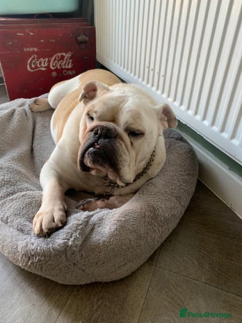 English Bulldog dogs in Leamington Spa - Advert 2