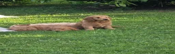 Mini Goldendoodle dogs for sale: Beautiful  goldendoodle puppies for sale - Advert 4