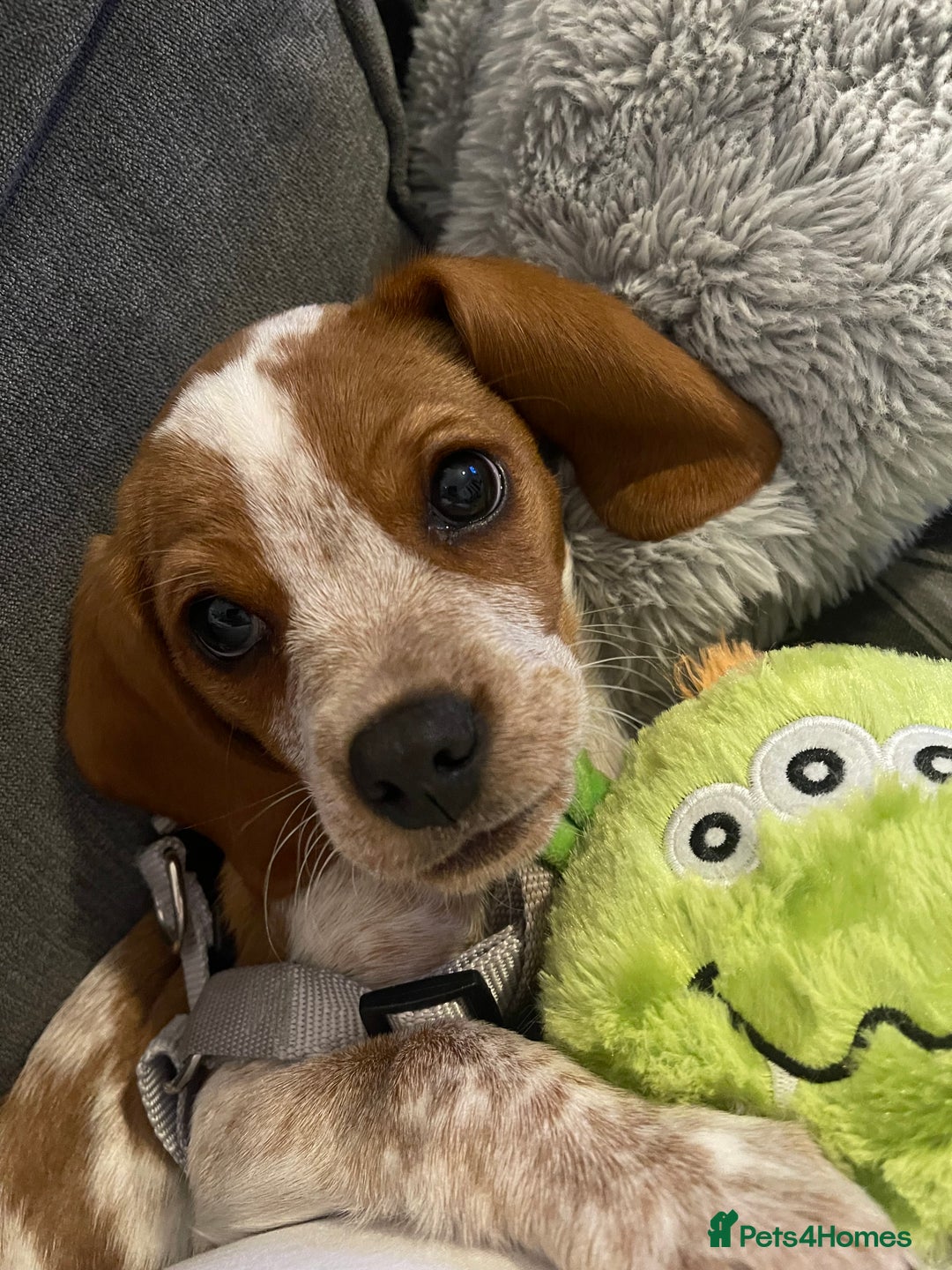 Beaglier dogs for sale: 13 month old beaglier  - Advert 37