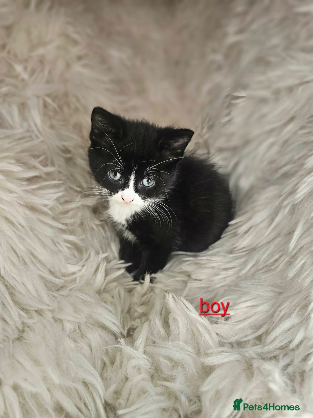 Mixed Breed cats for sale: 5 very beautiful kittens  - Advert 4