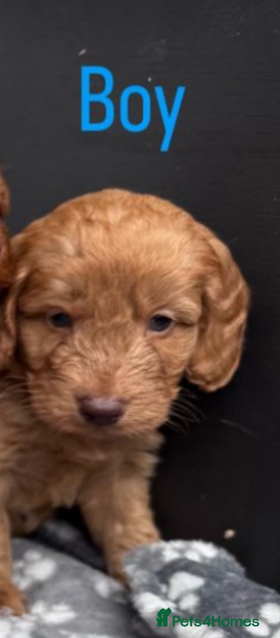 Cockapoo dogs for sale: Cockapoo puppy for sale 🐾🐶 - Image 10