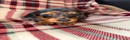 Dachshund dogs for sale: Quality Dachunds - Advert 16