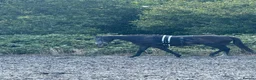 English Thoroughbred horses for sale: Thoroughbred in Southampton - Advert 2